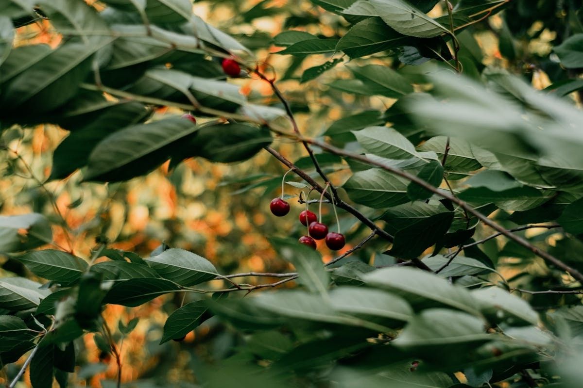 Arranca la campaña de cerezas